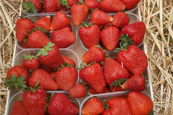 Truskawka Talia – odmiana późna, sadzonki Frigo