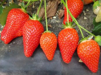 Wczesna truskawka odmiany Alba z włoskiej szkółki New Fruits