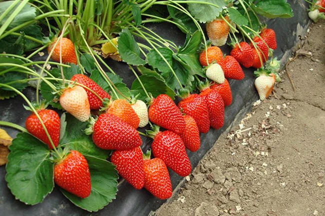 Jak uprawiać truskawkę Asia?