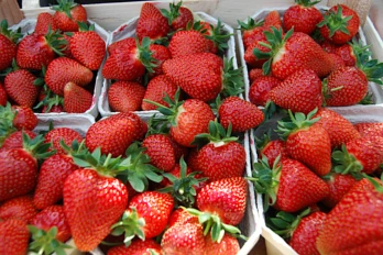 Bardzo wczesna truskawka odmiany Flair firmy FlevoPlant ze szkółki Kraege.