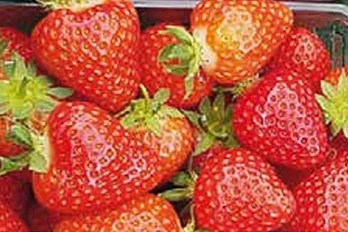 Truskawka odmiany Glorielle ze szkółki Kraege - dystrybutor Boryna Plant