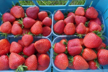 Odmiana późna truskawki Magnus