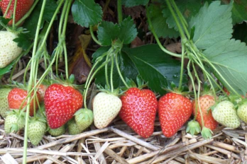 Truskawka Magnus BorynaPlant