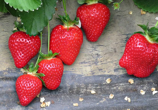 Jak uprawiać truskawkę Tea? Skontaktuj się z dystrybutorem Boryna Plant