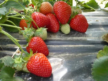 Średnio wczesna odmiana truskawek Olympia ze szkółki New Fruits