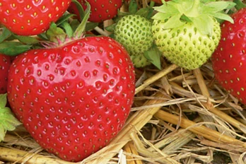 Wczesna truskawka odmiany Rumba ze szkółki Fresh Forward