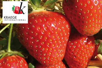 Flair – charakterystyka odmiany ze szkółki Kraege.