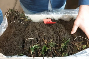 Sadzonki frigo - co to?