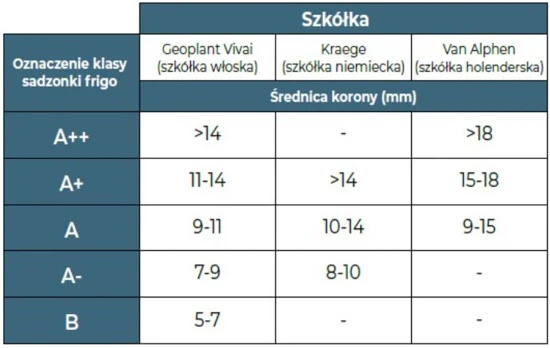Klasy sadzonek truskawek Frigo