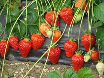 Asia – charakterystyka odmiany. Cechy, zalety i zalecenia uprawy