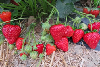 Truskawka Talia ze szkółki Geoplant