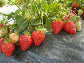 Średnio wczesna odmiana truskawek Tea z New Fruits (Włochy)