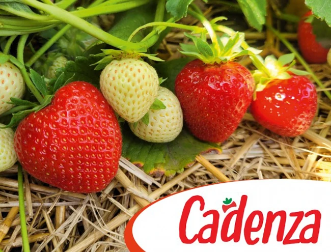 Bardzo późna truskawka odmiany Cadenza ze szkółki Fresh Forward