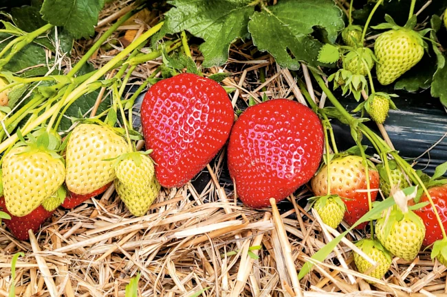 Średnio wczesna odmiana truskawek Jenkka z holenderskiej szkółki Fresh Forward