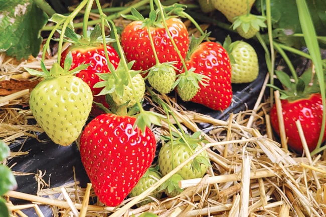 Jenkka – charakterystyka odmiany. Cechy i zalety truskawki.