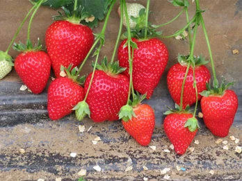 Olympia – charakterystyka odmiany. Cechy i zalety truskawki.