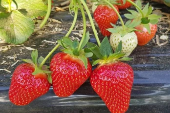 Bardzo wczesna truskawka odmiany Twist ze szkółki Fresh Forward - dystrybutor BorynaPlant