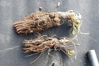 Specyficzne wymagania dotyczące sadzenia sadzonek frigo.