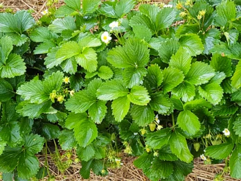 Wczesna truskawka odmiany Verdi z holenderskiej szkółki Fresh Forward