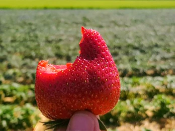 Verdi – charakterystyka odmiany. Cechy i zalety truskawki