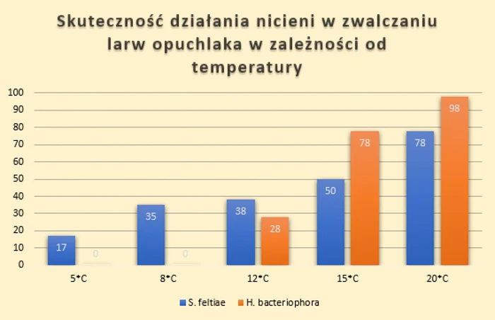 Skuteczność pożytecznych nicieni w zwalczaniu larw opuchlaka w zależności od temperarury