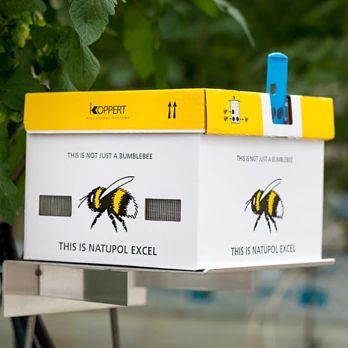 Trzmiele zapylające – naturalni pomocnicy w ogrodzie