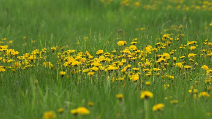 Podstawowy podział gatunków chwastów