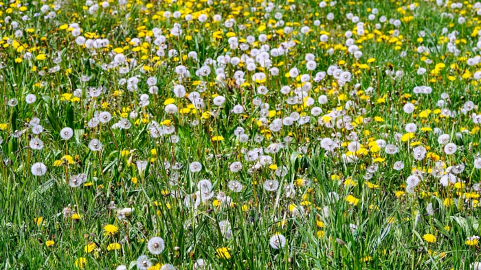 Chwasty na trawniku - jak zwalczać i zapobiegać?