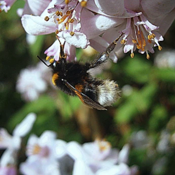 Jak przygotować ogród na trzmiele zapylające?