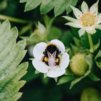 Kiedy stosować trzmiele do zapylania?
