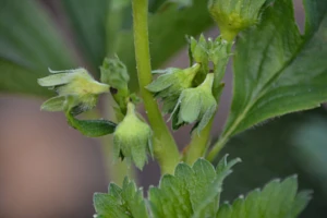 Jak pozbyć się kwieciaka z uprawy?