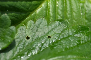 Kwieciak - charakterystyka i rozpoznanie