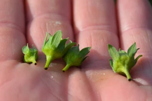 Jak zapobiegać kwieciakowi?