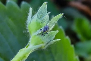 Zwalczanie kwieciaka - środki ochrony roślin