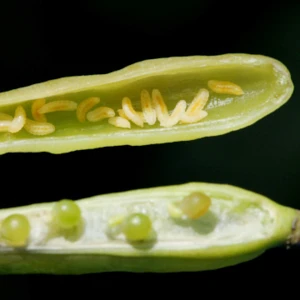 Larwy pryszczarków - rozpoznanie