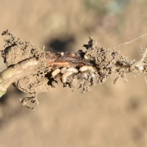 Środki chemiczne na śmietkę