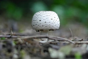 Preparaty mikoryzowe - sklep internetowy wpolu.pl