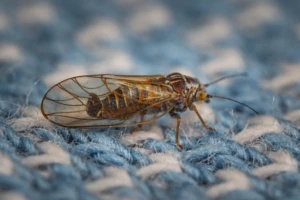 Zwalczanie miodówki. Jakie metody i środki ochrony na miodówkę wybrać?