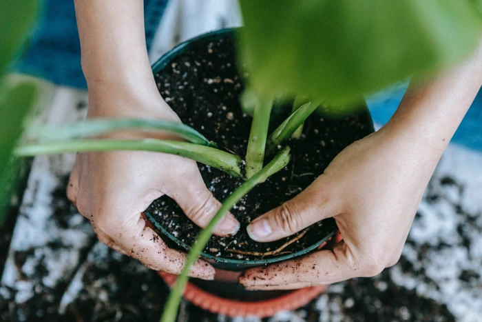Jak i kiedy stosować nawozy azotowe? Dlaczego są ważne w rolnictwie?