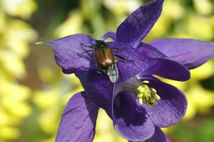Środki ochrony roślin na ogrodnicę niszczylistkę