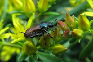 Ogrodnica niszczylistka - charakterystyka i rozpoznanie