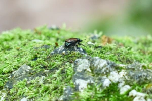 Ogrodnica niszczylistka - charakterystyka i rozpoznanie