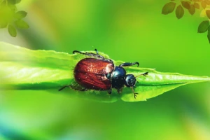 Jak zwalczać ogrodnicę niszczylistkę?