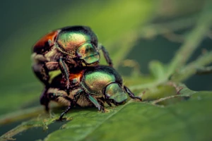 Ogrodnica Niszczylistka - zapobieganie