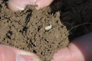 Żerowanie opuchlaków