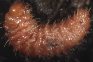 Cykl rozwoju opuchlaka