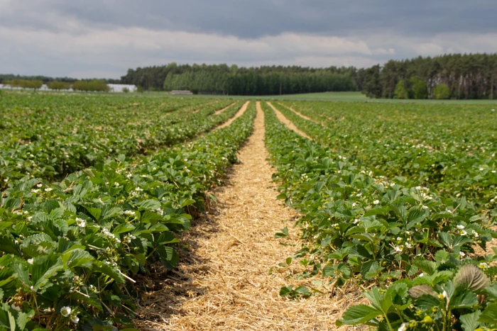 Optymalne warunki dla zastosowania fungicydów