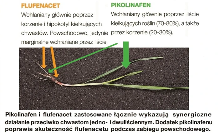 Flufenacet i pikolinafen - jak działają substancje czynne w herbicydzie Pontos?