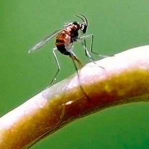 Pryszczarek - zapobieganie