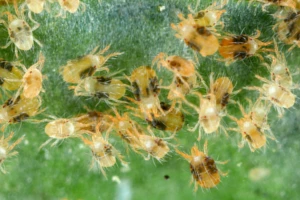 Środki ochrony roślin na przędziorki (Tetranychus urticae) - akaracydy